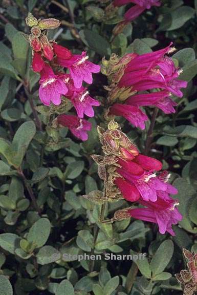 penstemon newberryi 1 graphic